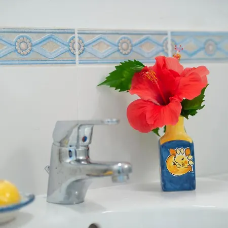 Hibiscus * Amalfi